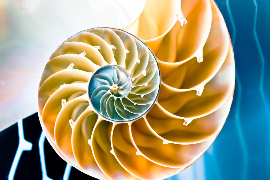 Golden Spiral in Nature